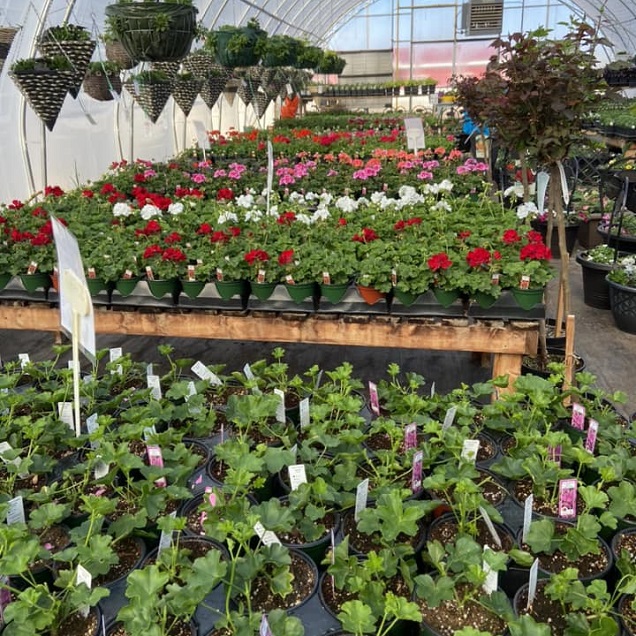 The Greenhouse Bonanza! Save the Tax on Anything Growing